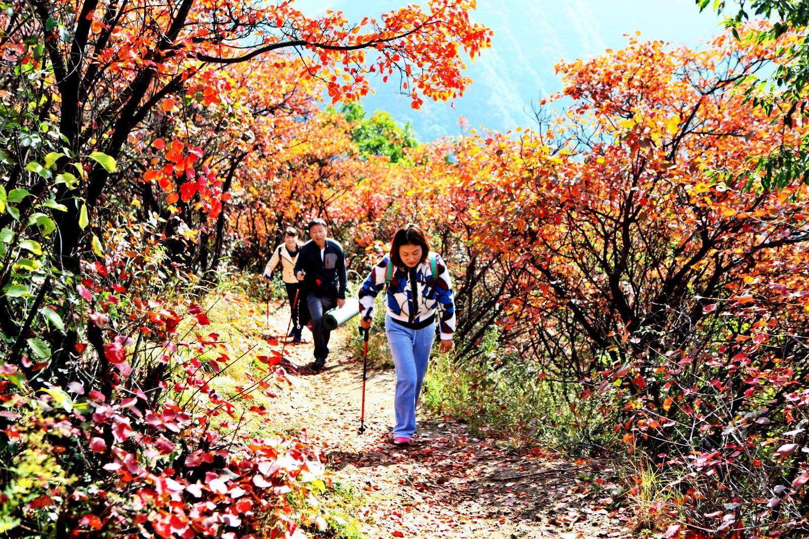 秦岭秋日登高赏景团建