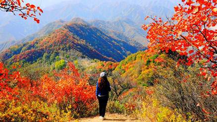 登高赏秋--万山红遍，层林尽染，金秋徒步